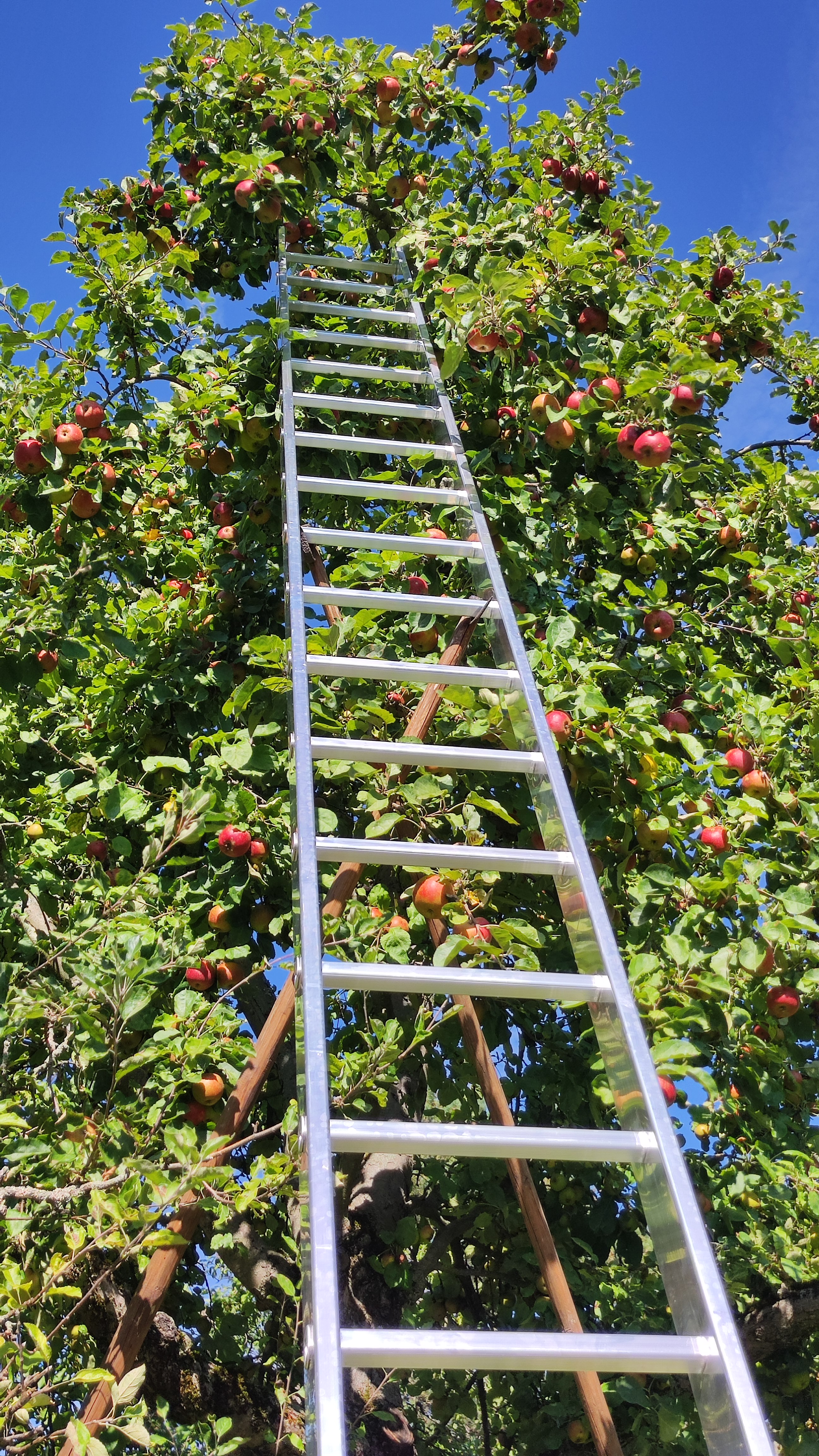 Sprossen-Anlegeleiter ohne Traverse - 6 Sprossen Sprossen-Anlegeleiter ohne Traverse - 6 Sprossen
